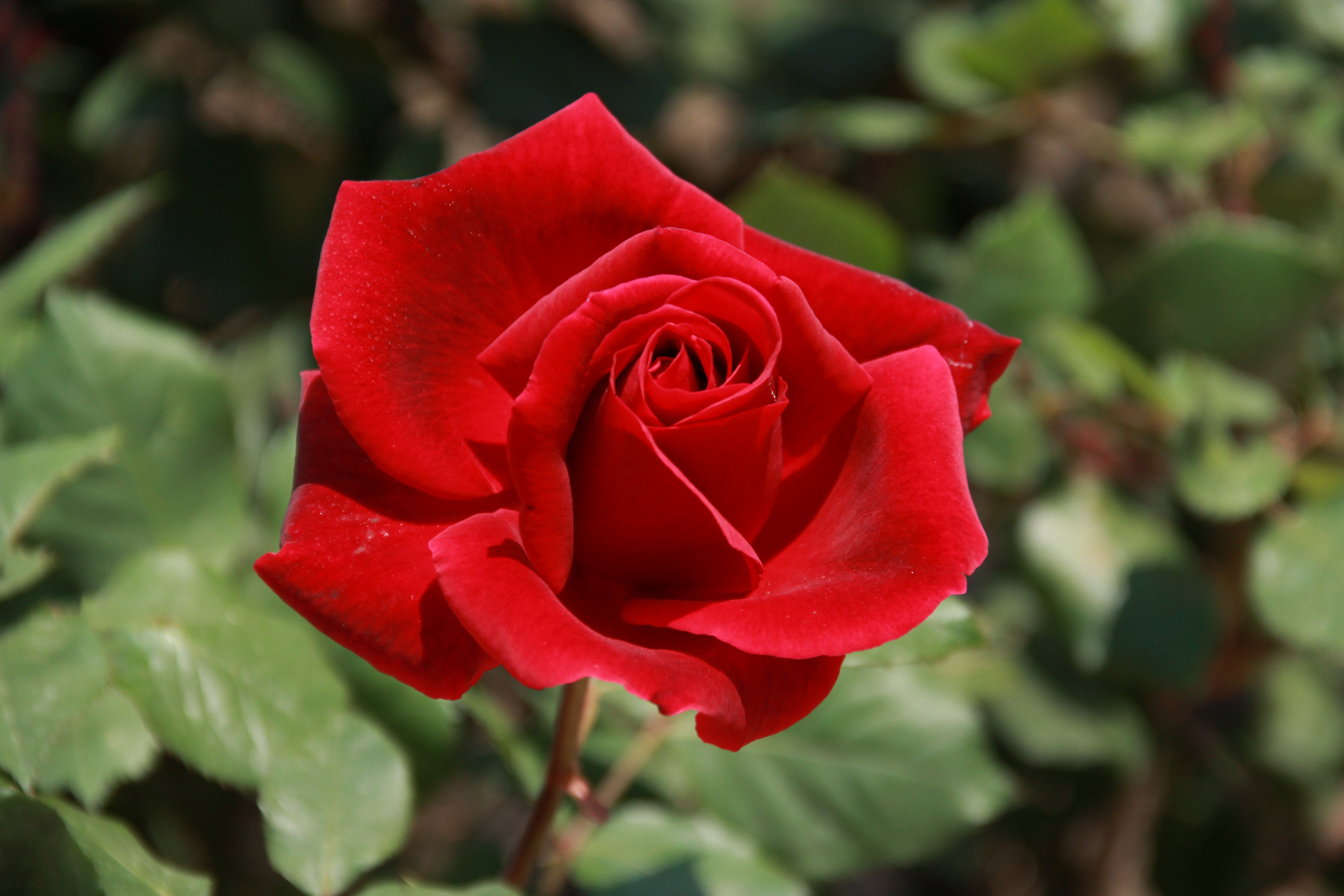 Rosa ‘Climbing Mister Lincoln’ (Climbing Mister Lincoln Rose)
