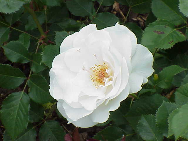 Rosa 'Margaret Merril' (Margaret Merril Floribunda Rose)
