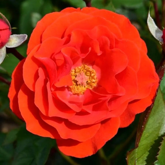 Rosa 'City Of Belfast' (City Of Belfast Floribunda Standard Rose)