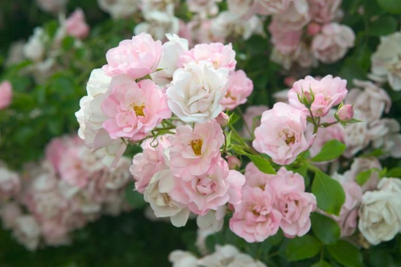 Rosa hybrid (Flower Carpet Appleblossom Rose)
