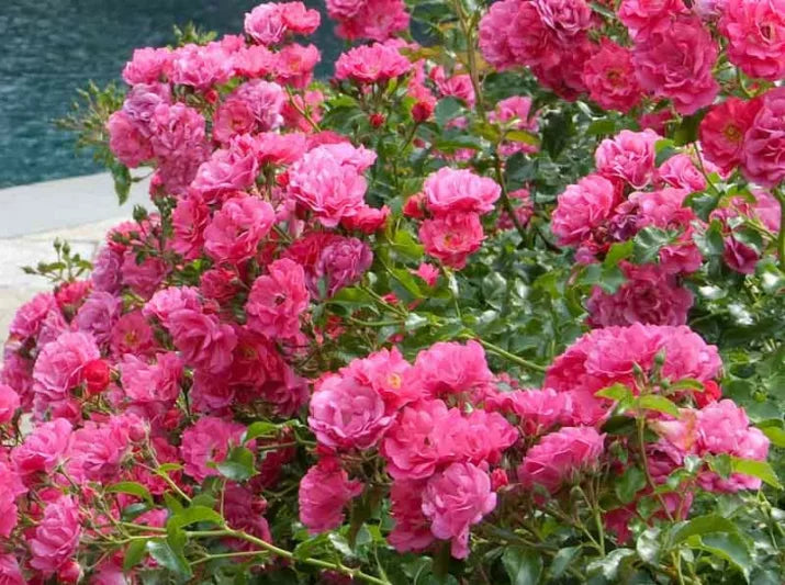 Rosa Flower Carpet Pink (Procumbent Rose)