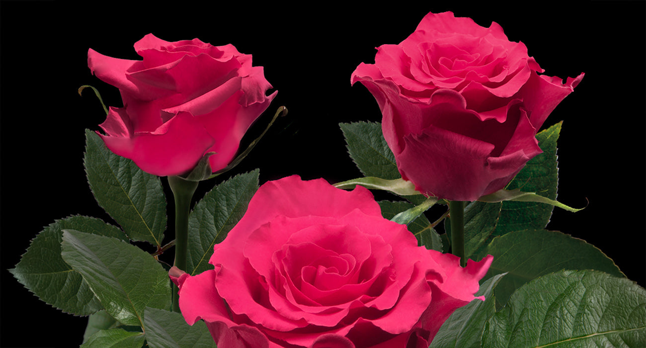 Rosa 'Jacaranda' (Jacaranda Floribunda Rose)