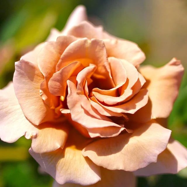 Rosa ‘Julia’s Rose’ (Julia’s Rose Hybrid Tea Rose)