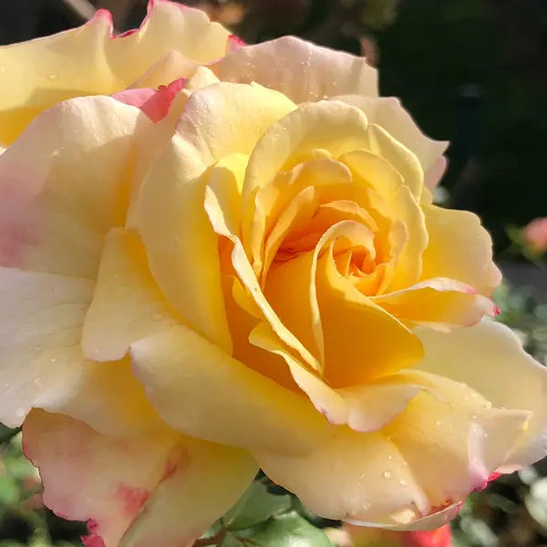 Rosa ‘My Yellow’ (Hybrid Tea Rose)