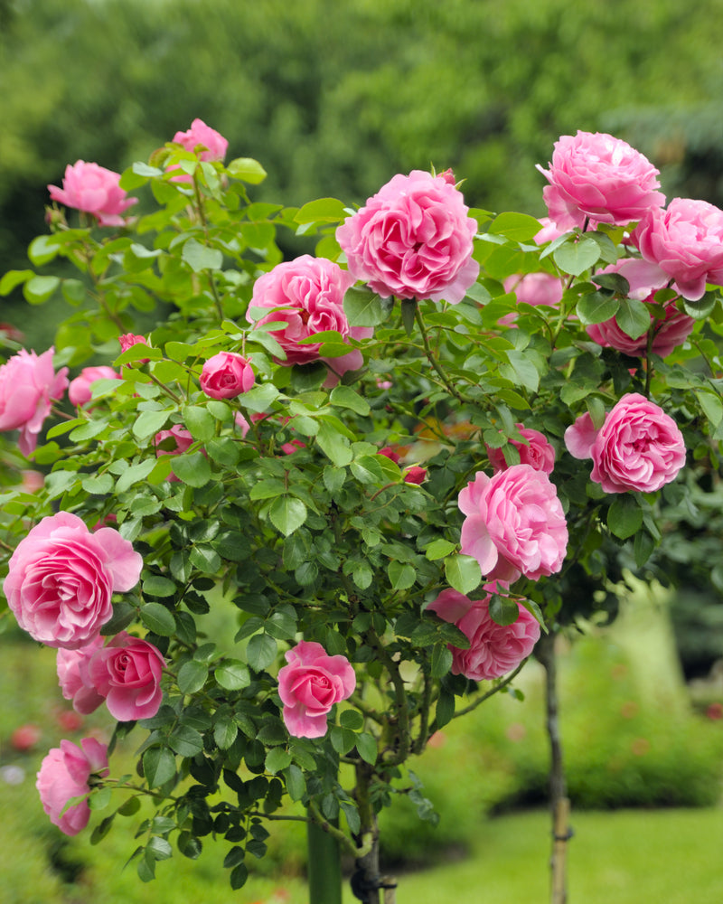 Rosa ‘Only You™’ (Rose)