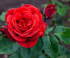 Rose 'Kardinal Red'