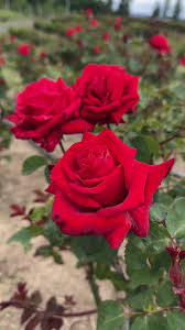 Rose 'Kardinal Red'