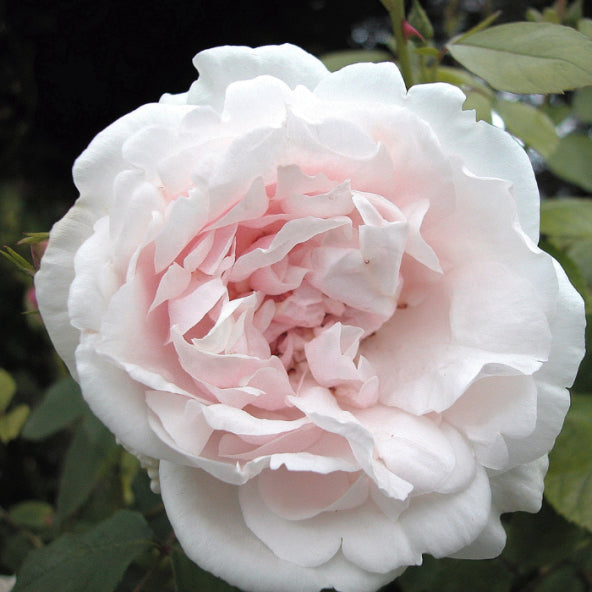 Rosa ‘Madame Alfred Carrière’ (Madame Alfred Carrière Noisette Climbing Rose)