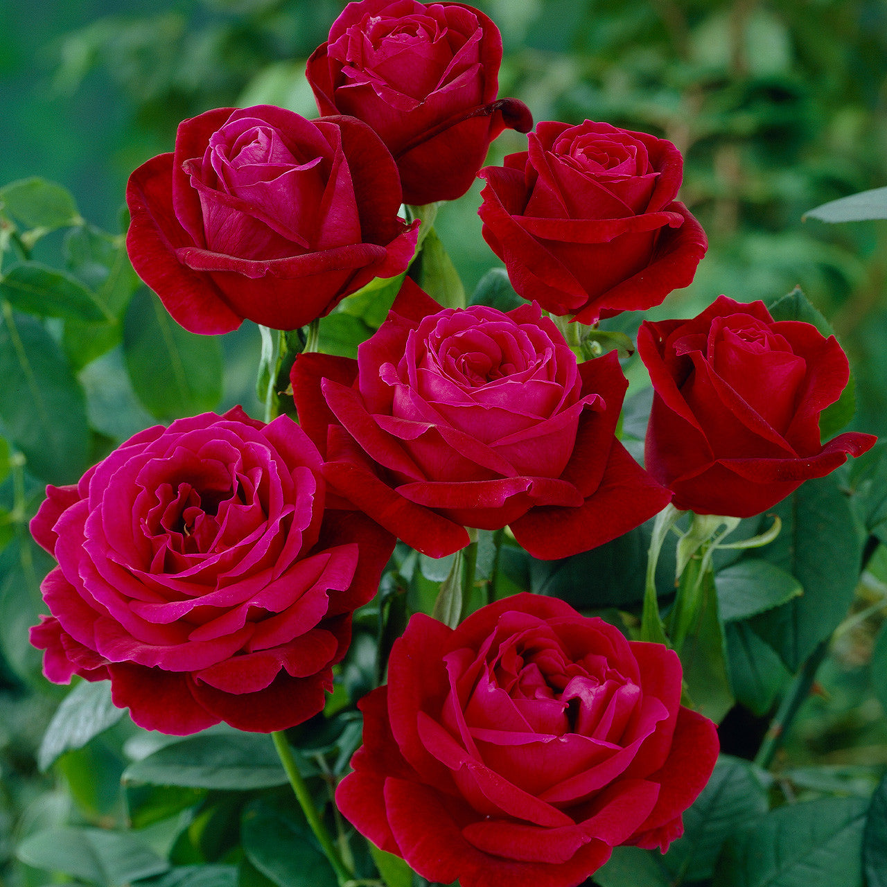 Rosa 'Mr Lincoln' (Standard) (Mr Lincoln Standard Hybrid Tea Rose)