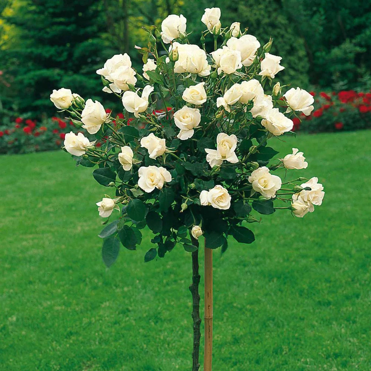 Rosa 'Pascali' (Pascali Standard Rose)