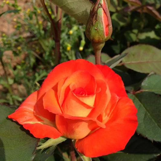 Rosa ‘France Libre’ (Rose)