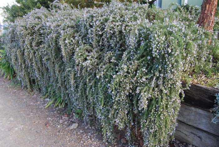 Salvia rosmarinus 'Lockwood' (Lockwood Rosemary)