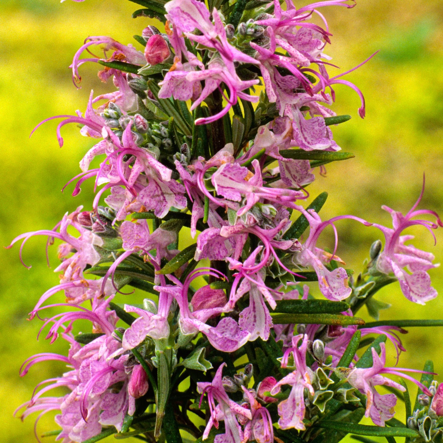 Salvia rosmarinus 'Pink' (Pink Rosemary)