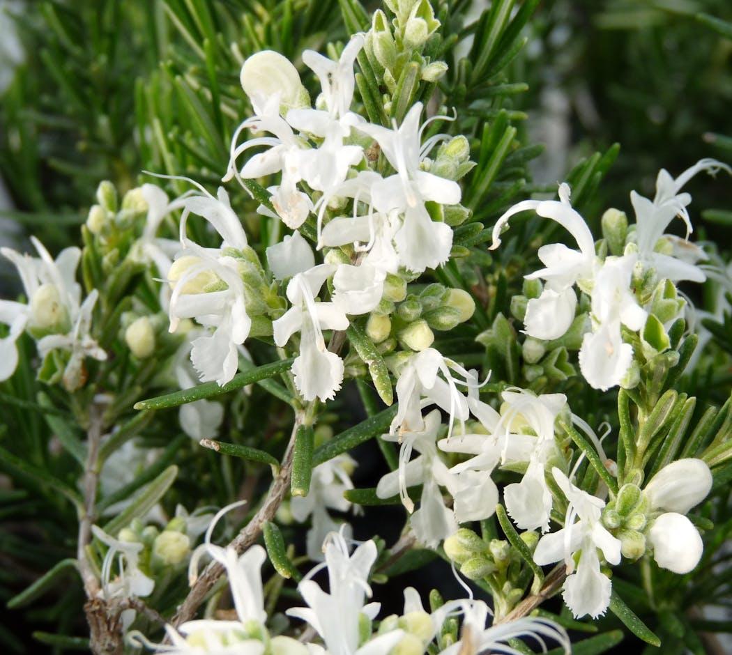 Rosmarinus Officinalis 'Alba'