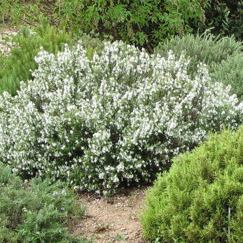Rosmarinus Officinalis 'Alba'