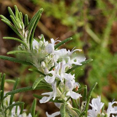 Rosmarinus Officinalis 'Alba'