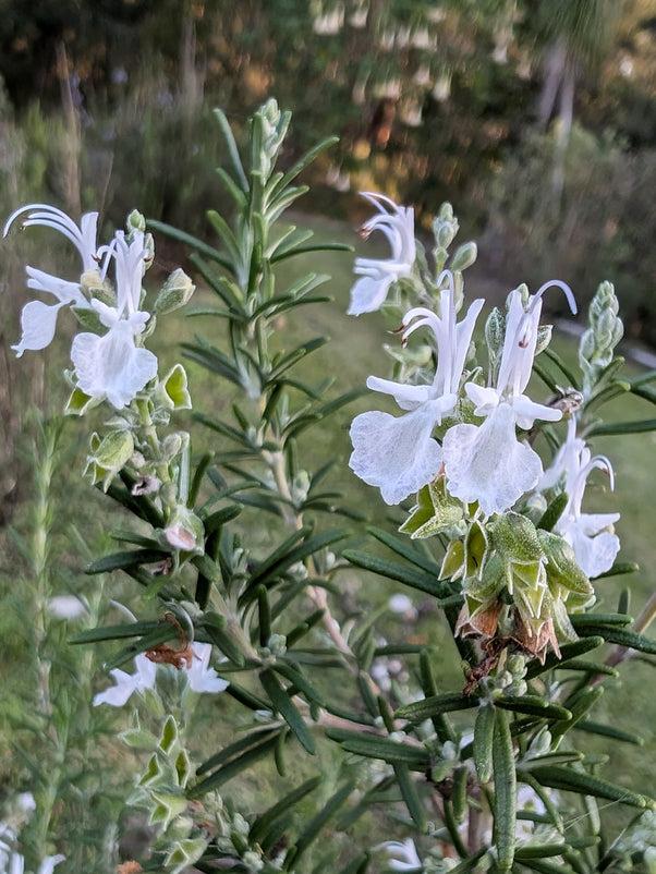 Rosmarinus Officinalis 'Alba'