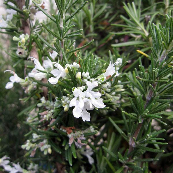 Rosmarinus Officinalis 'Alba'