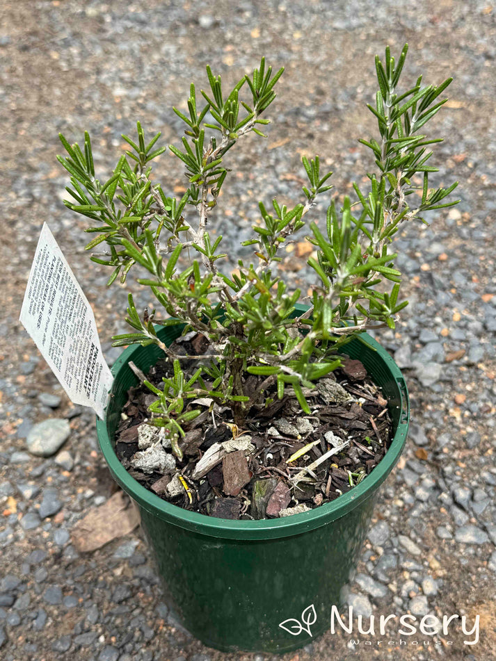 Prostrate Rosemary – Edible Trailing Herb with Blue Flowers | Nursery ...