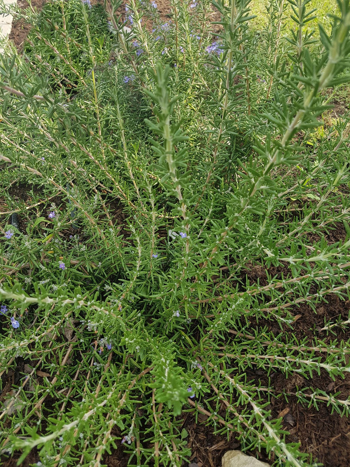 Rosmarinus Officinalis ‘Santa Barbara’ (Santa Barbara Rosemary)