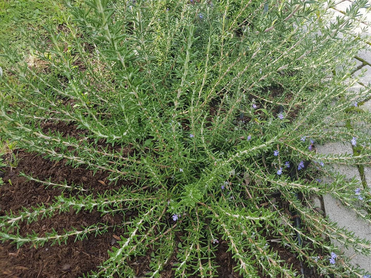 Rosmarinus Officinalis ‘Santa Barbara’ (Santa Barbara Rosemary)