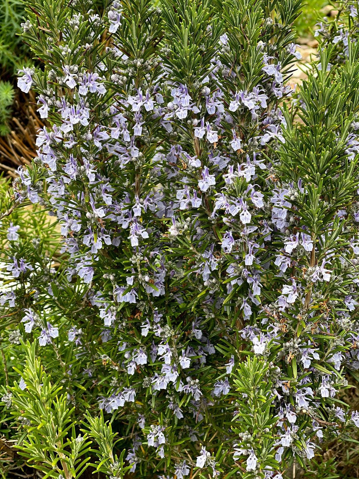 Rosmarinus Officinalis ‘Santa Barbara’ (Santa Barbara Rosemary)