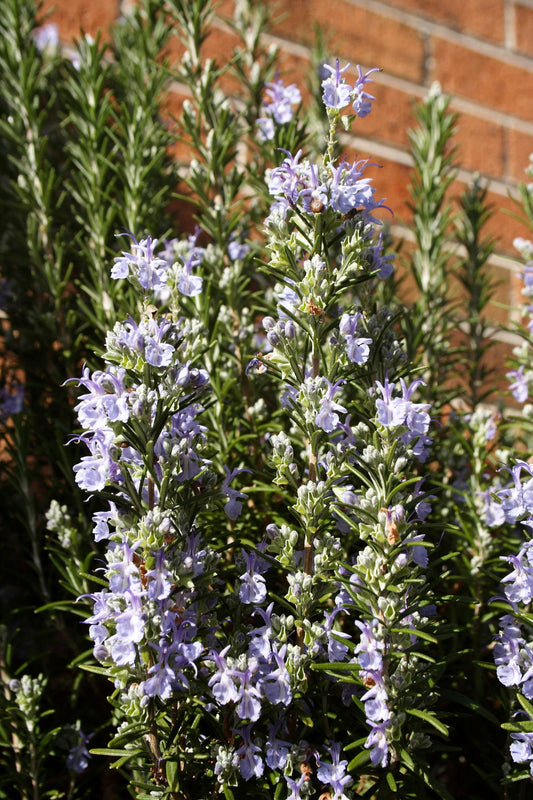 Rosmarinus Officinalis ‘Santa Barbara’ (Santa Barbara Rosemary)