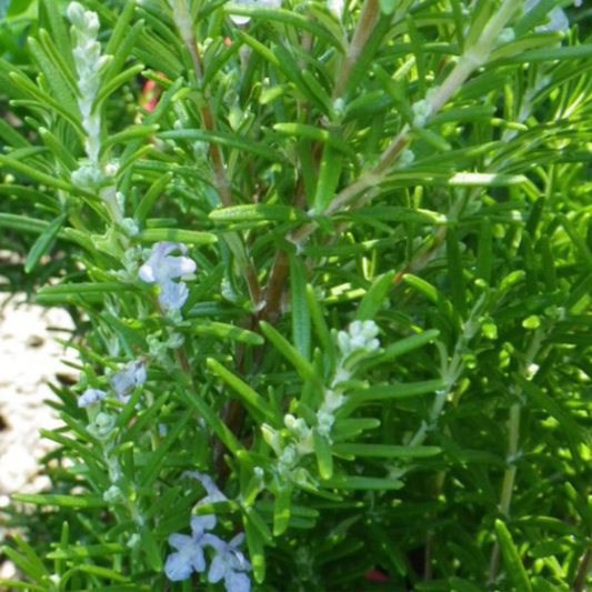 Rosmarinus Officinalis 'Savor' (Savor Rosemary)