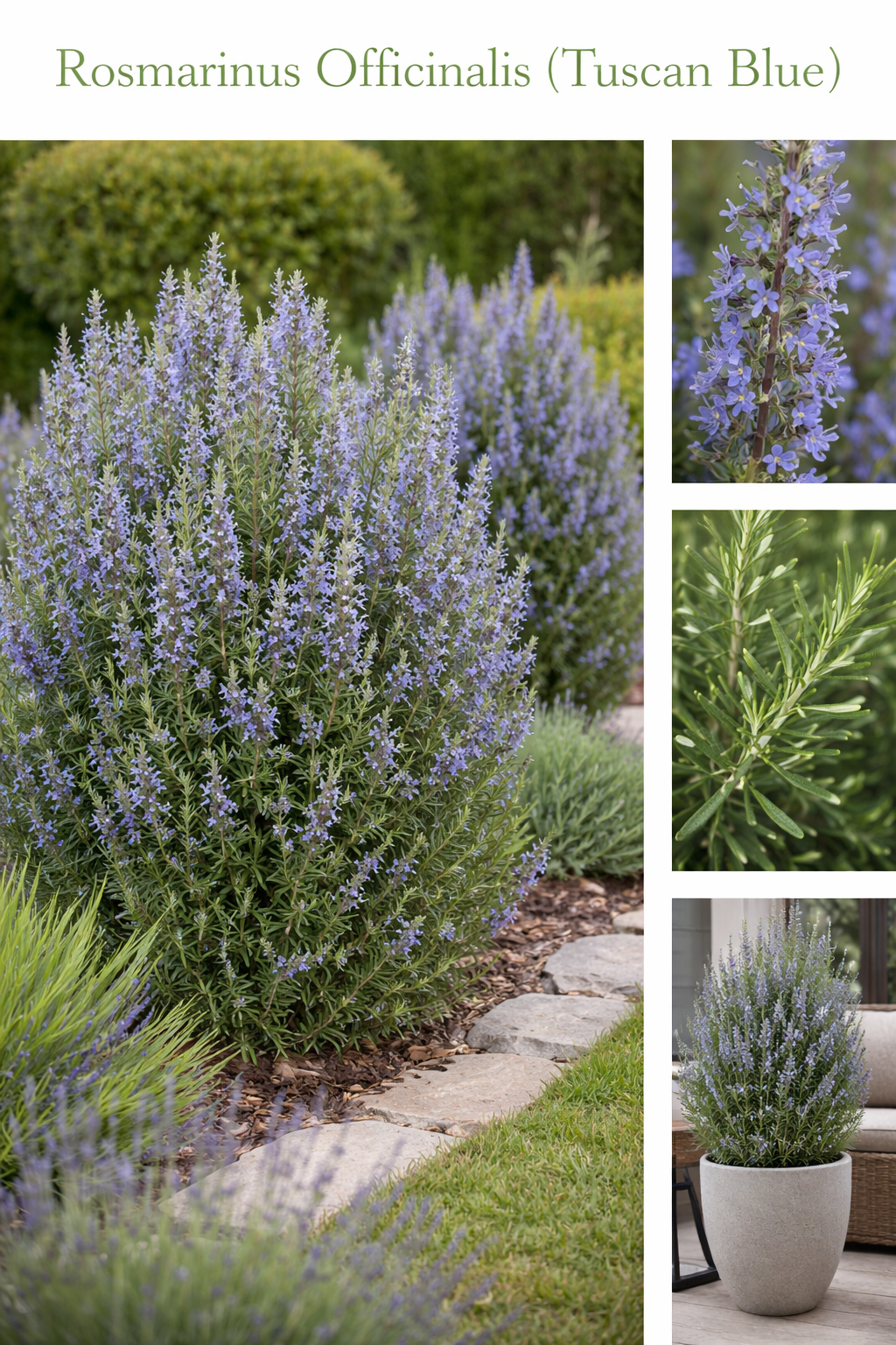 Tuscan Blue – Upright Culinary Rosemary | Nursery Warehouse – Nursery ...