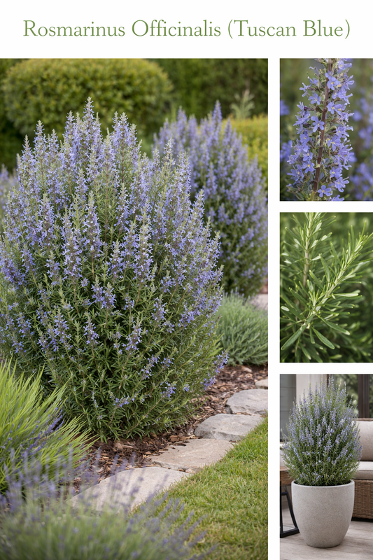Rosmarinus Officinalis (Tuscan Blue)
