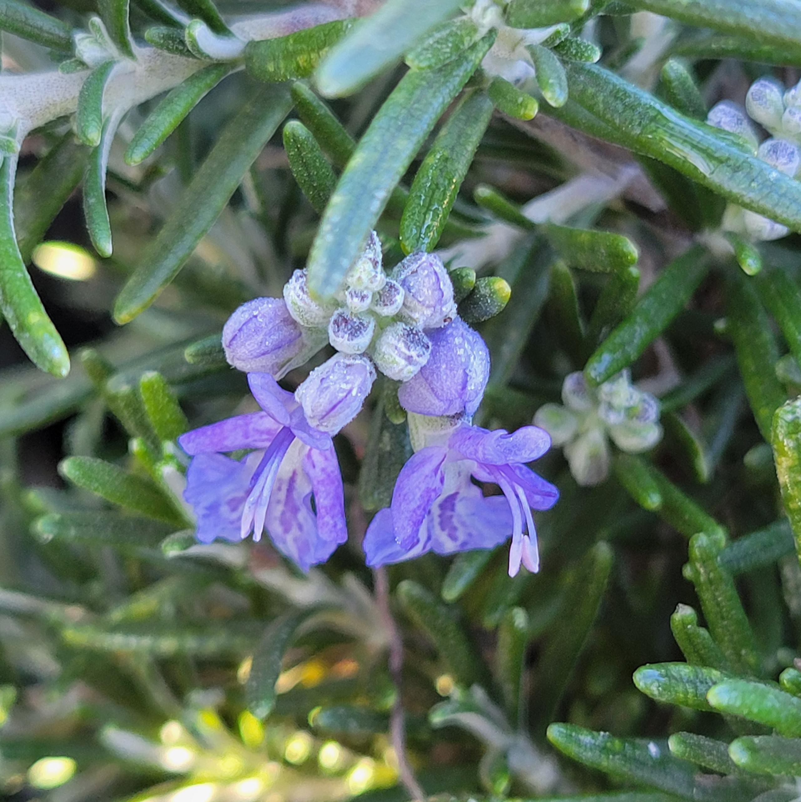 Rosmarinus Officinalis ‘Prostratus’ (Prostrate Rosemary)