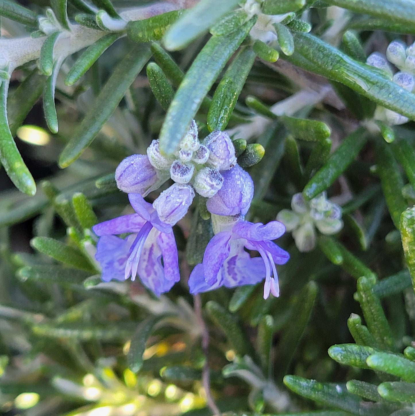 Rosmarinus Officinalis ‘Prostratus’ (Prostrate Rosemary)