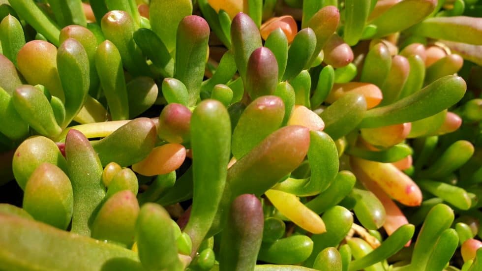Disphyma crassifolium (Tucker Bush - Round Baby Pigface)