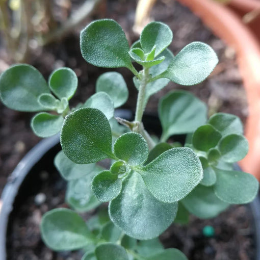 Prostanthera Rotundifolia (Round-leafed Mint Bush)