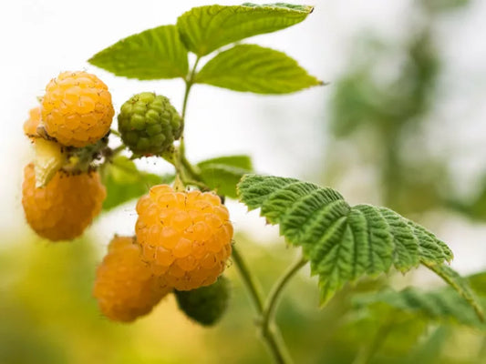 Rubus spp. (Raspberry – Yellow)