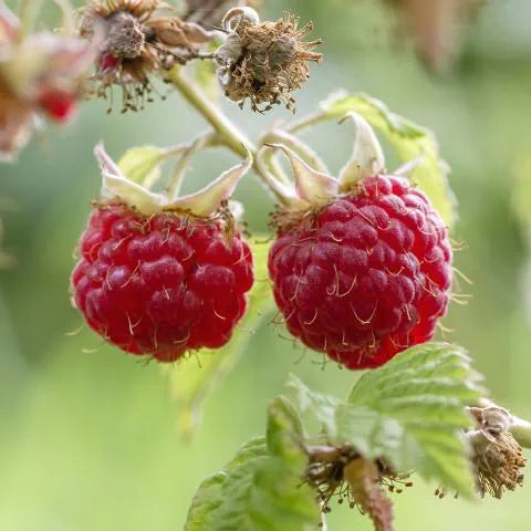 Rubus idaeus (Raspberry – Tulameen)