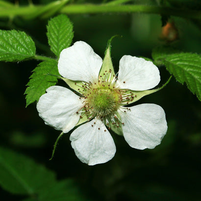 Raspberry – Native (Rubus rosifolius)