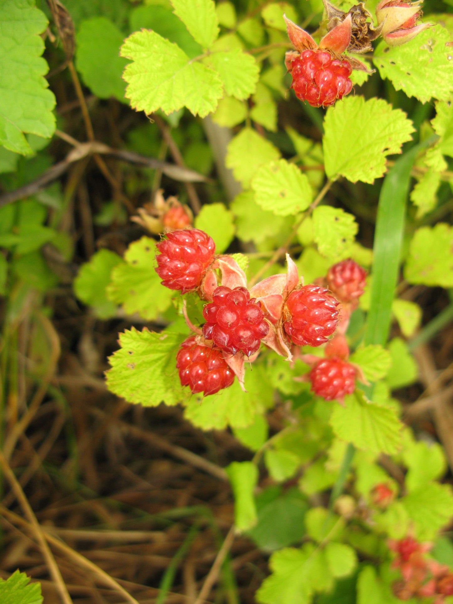 Rubus Parvifolius (Native Raspberry)