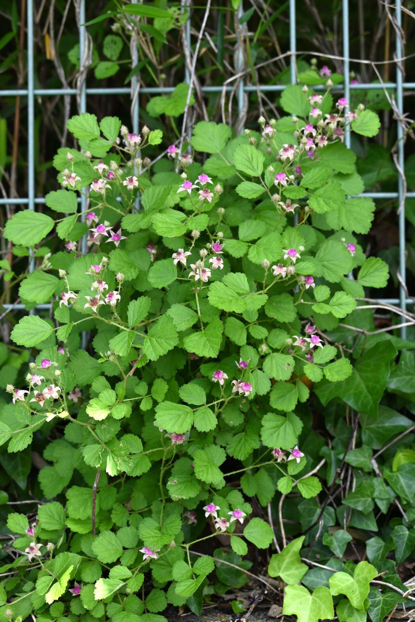 Rubus Parvifolius (Native Raspberry)