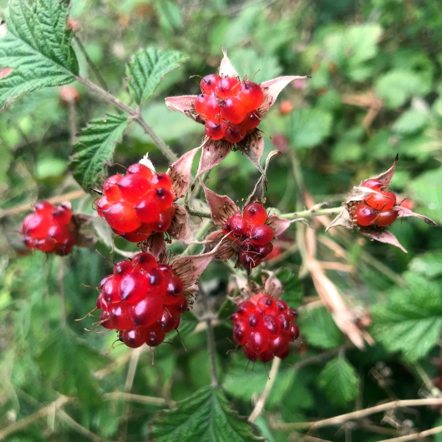 Rubus Parvifolius (Native Raspberry)