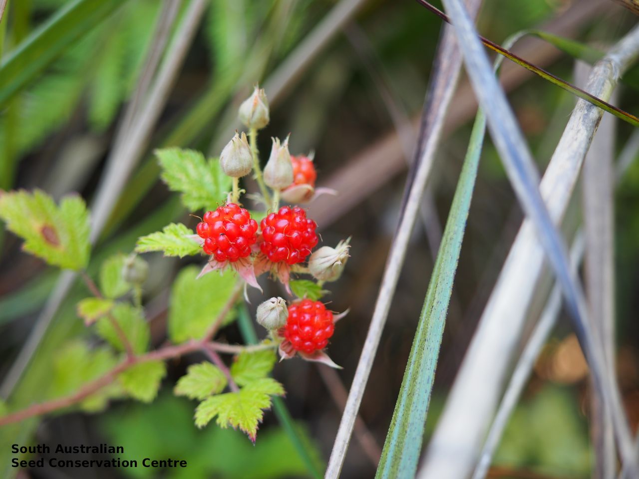 Rubus Parvifolius 'Raspberry'