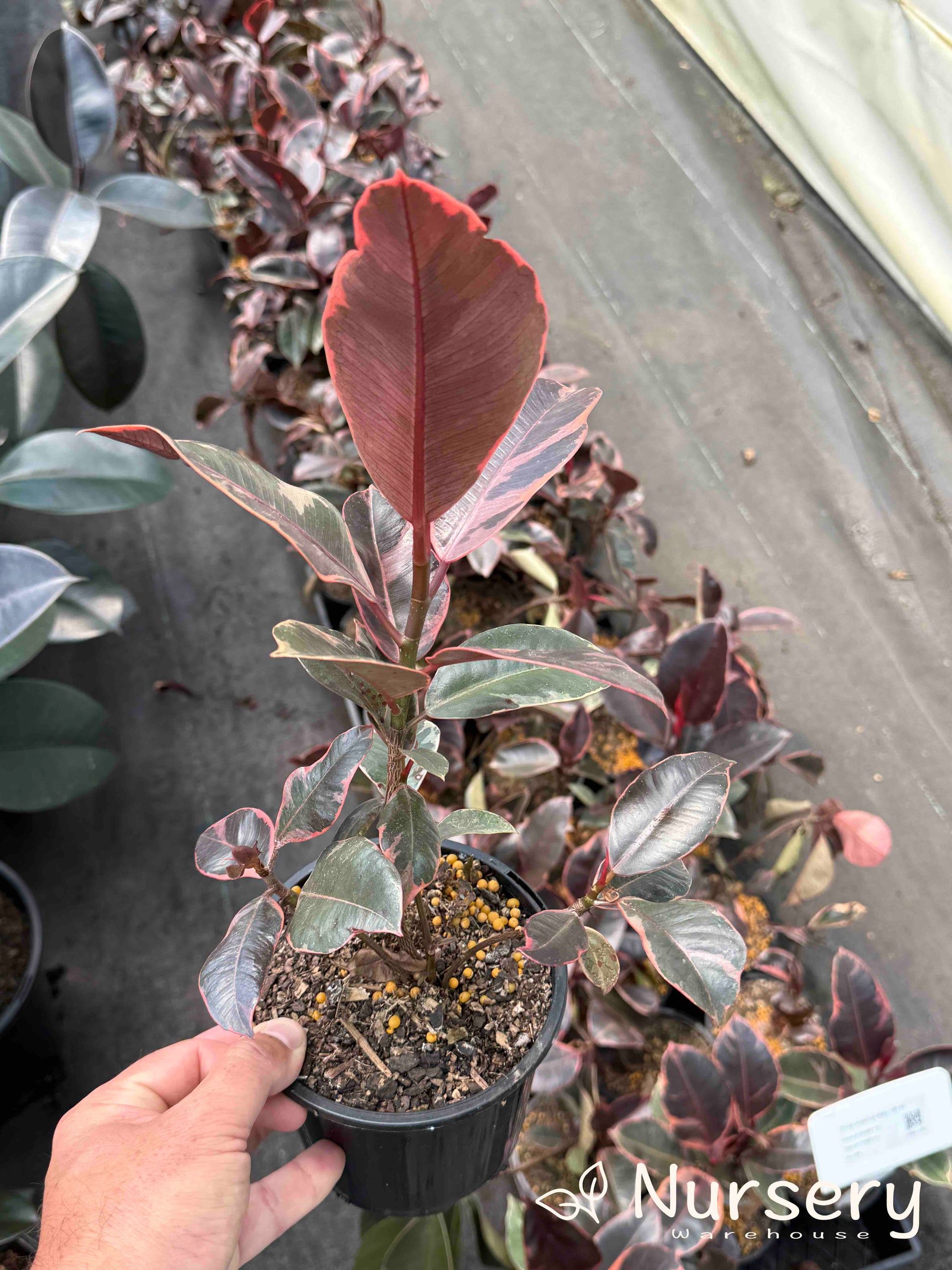 ruby red house plant Ruby Rubber Plant – Variegated Pink and Green Foliage