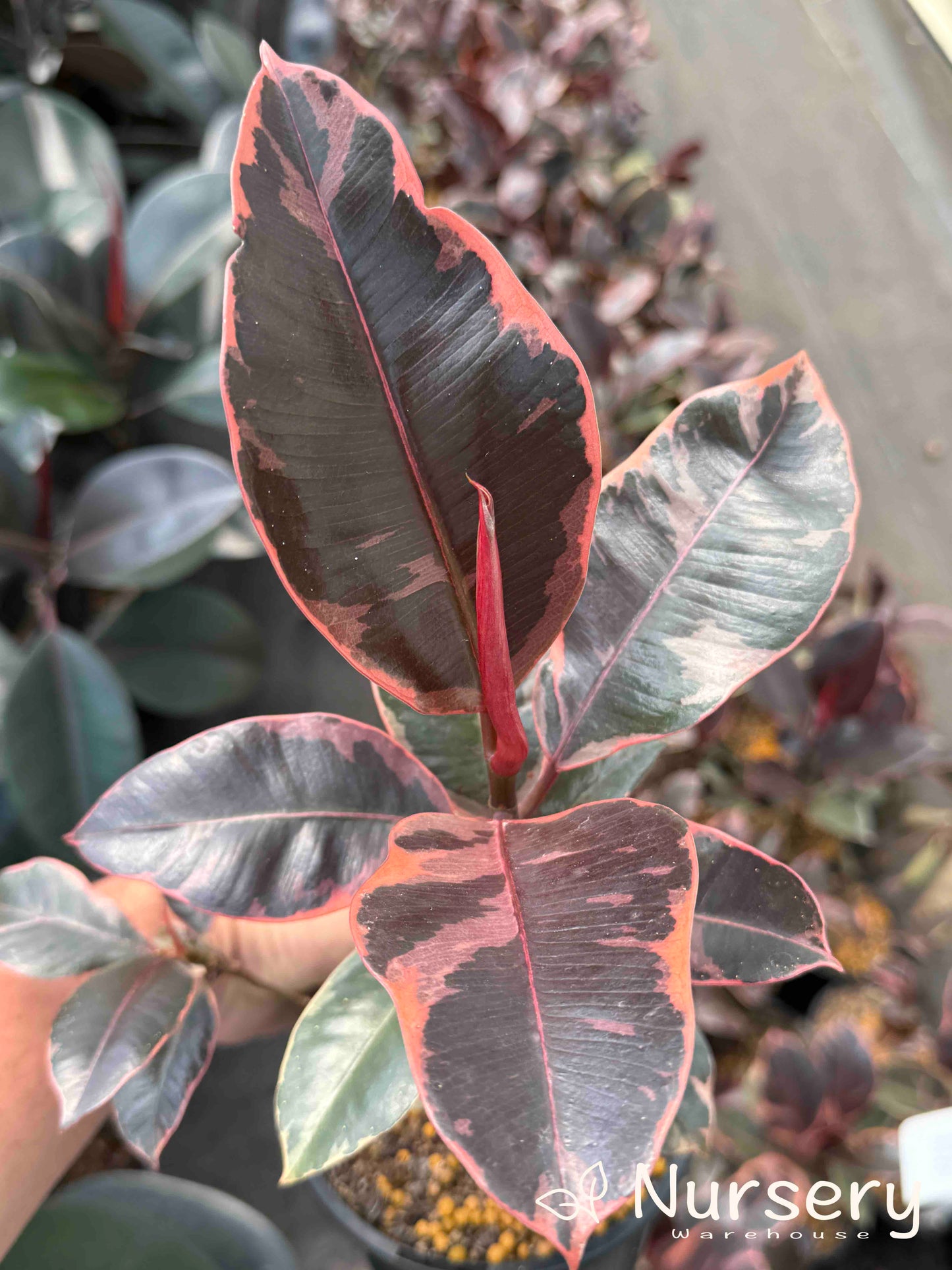 Ficus elastica 'Ruby' 130mm (Ruby Rubber Plant | end of batch, undersized, not uniform)