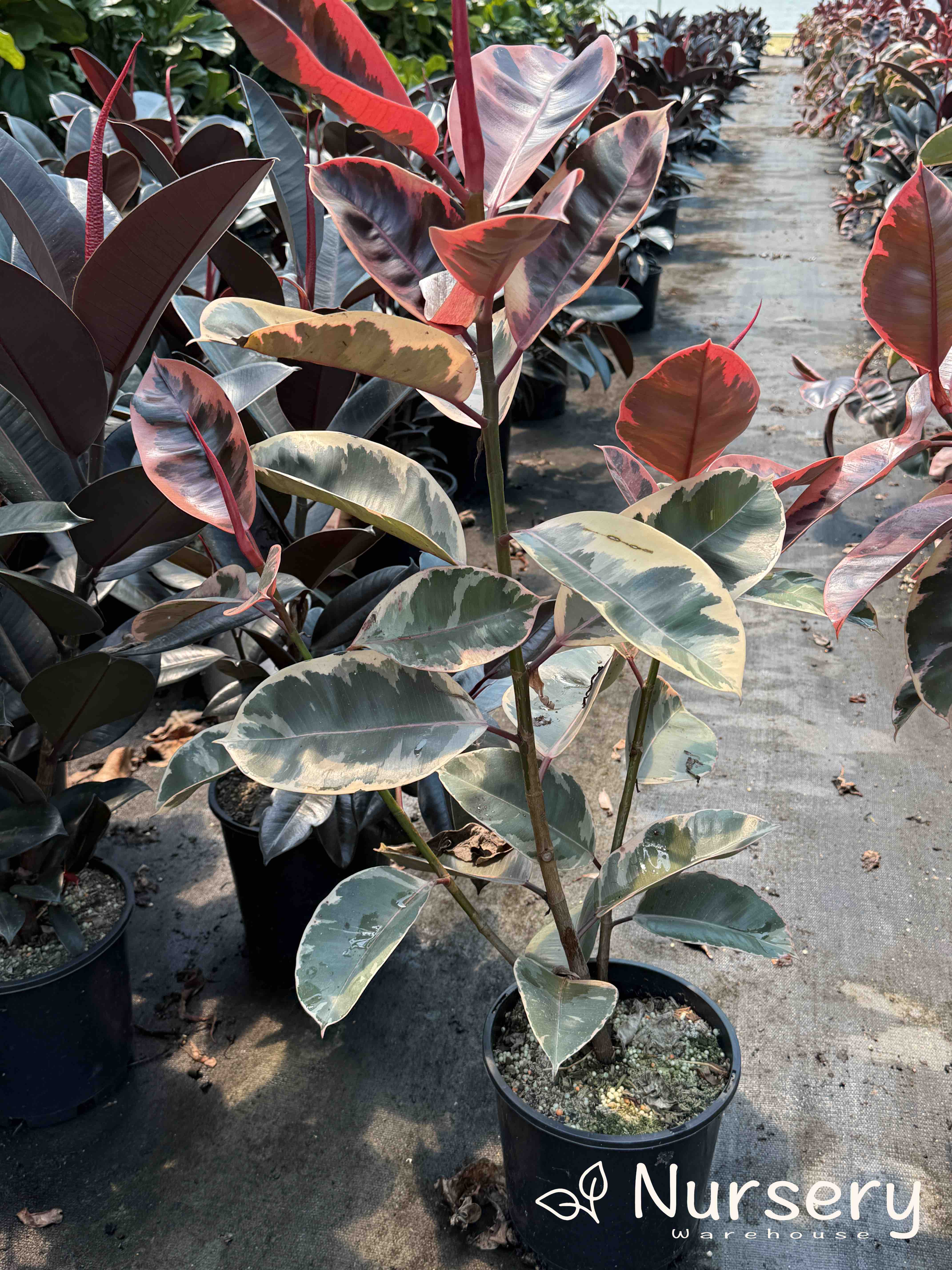 Ficus elastica 'Ruby' 200mm (Ruby Rubber Plant | end of batch, 50cm+ height)
