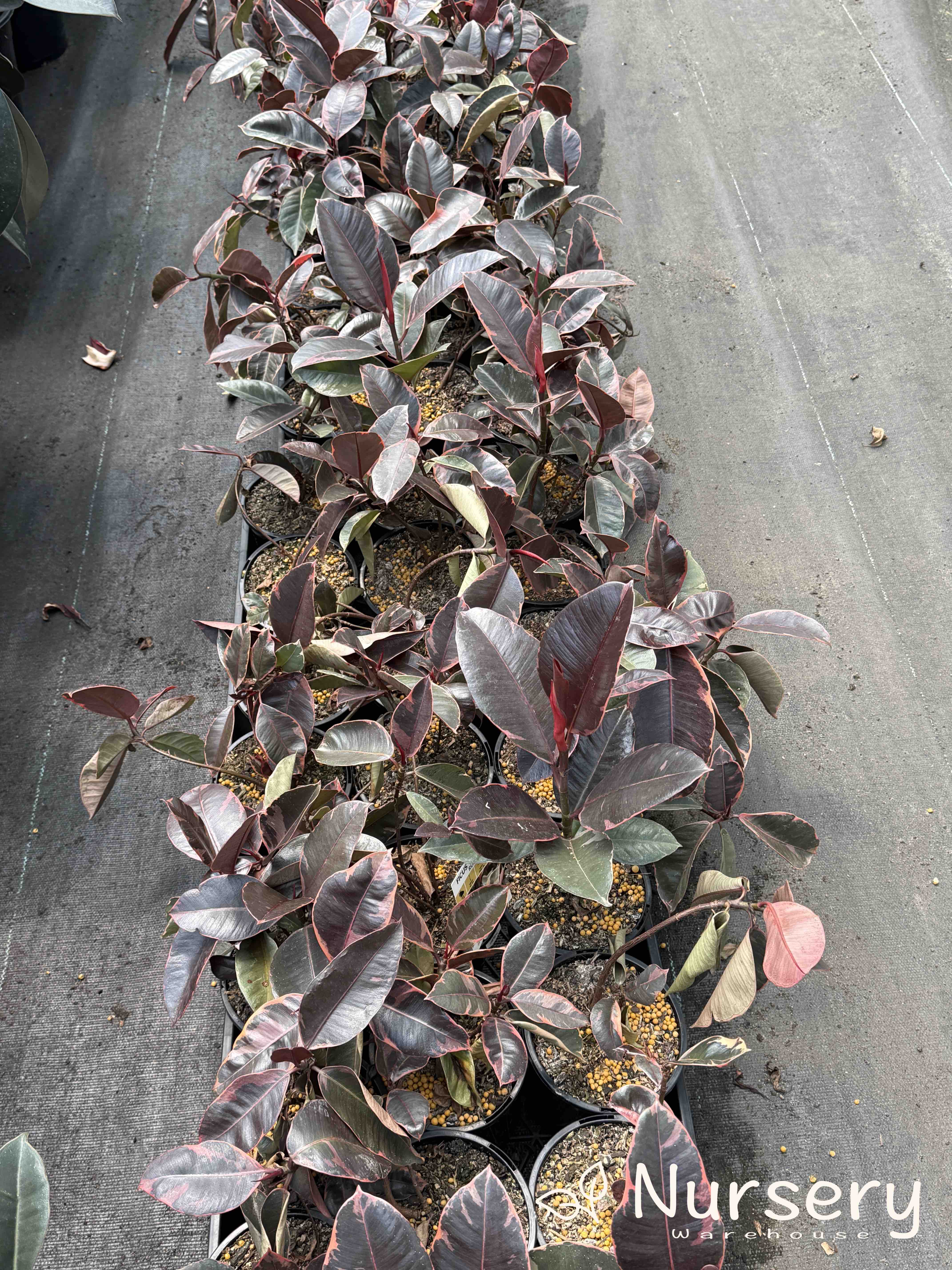 Ficus elastica 'Ruby' 130mm (Ruby Rubber Plant | end of batch, undersized, not uniform)