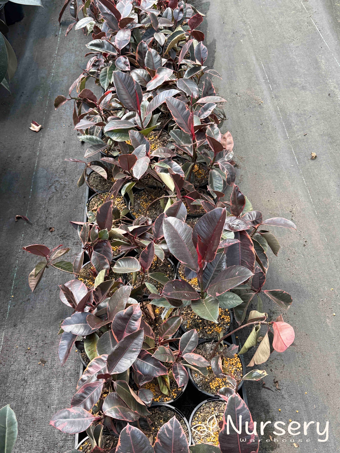 Ficus elastica 'Ruby' 130mm (Ruby Rubber Plant | end of batch, undersized, not uniform)