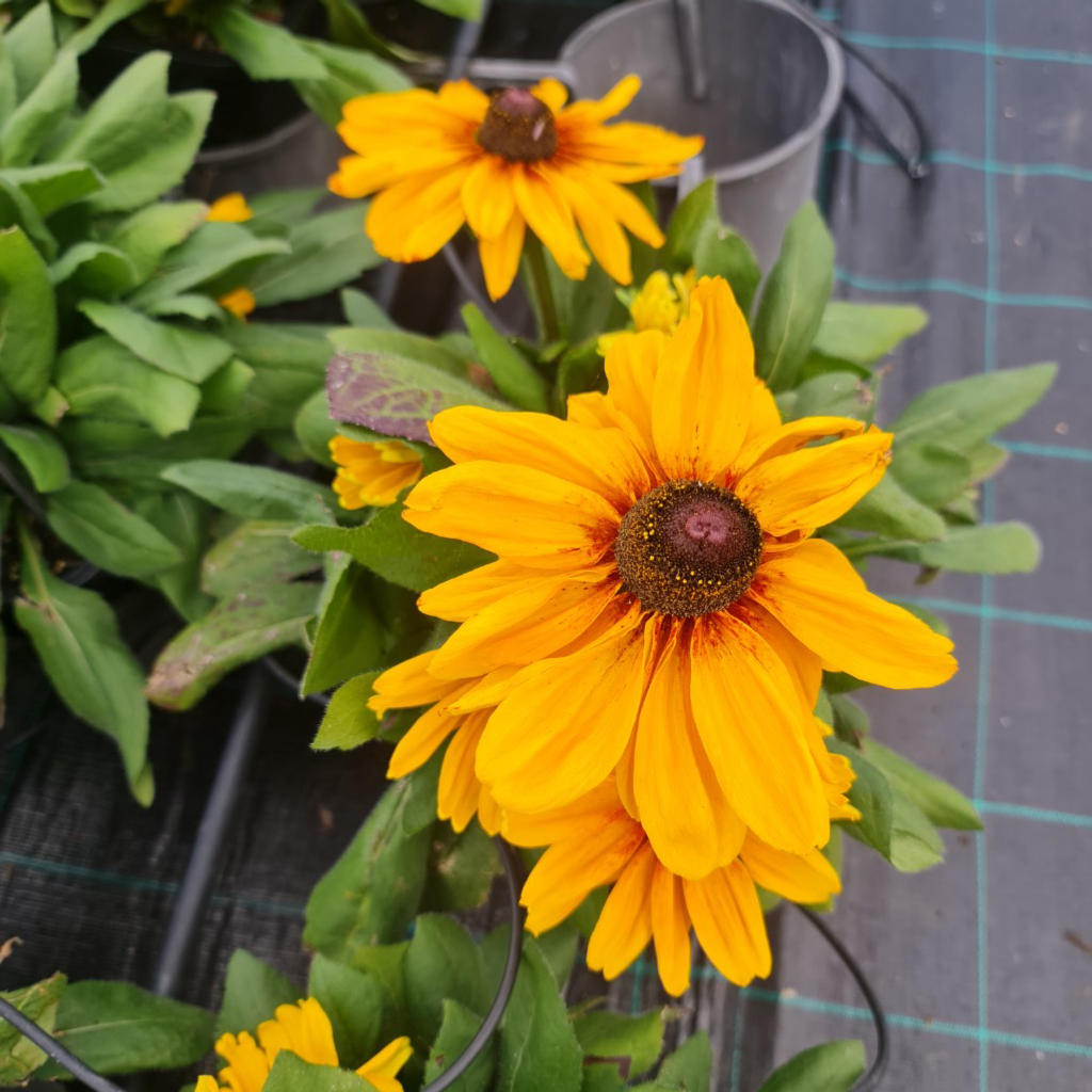 Rudbeckia hirta ‘Sunbeckia Carolina’