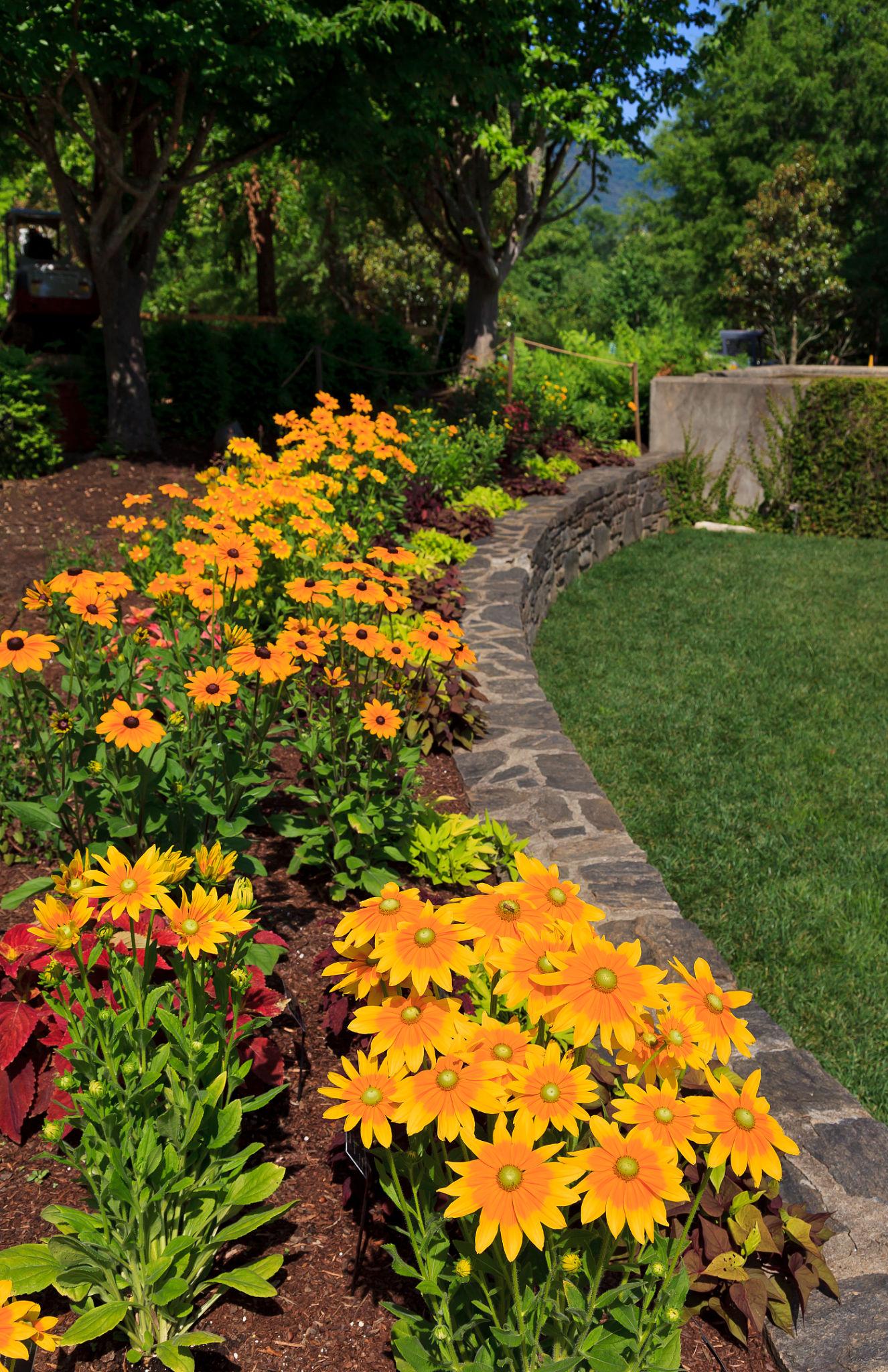 Rudbeckia hirta ‘Sunbeckia Carolina’