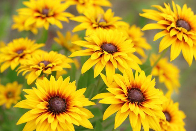 Rudbeckia hirta ‘Sunbeckia Carolina’
