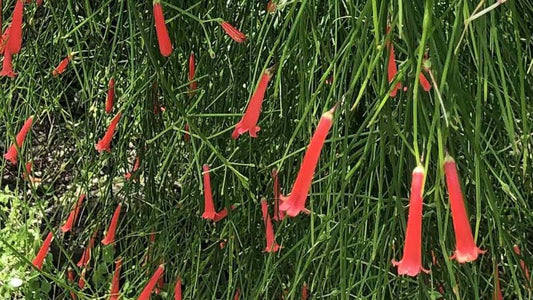 Russelia equisetiformis ‘Ruby Falls’ (Ruby Falls Firecracker Plant)